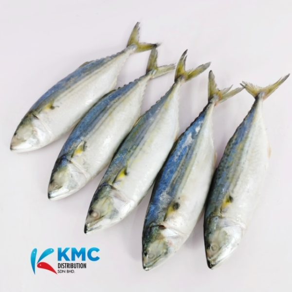 Indian Mackerel KMC Distribution Sdn Bhd
